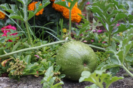 We are all awaiting the harvest of this 'bad boy' watermelon. Oh this is gonna be tasty.